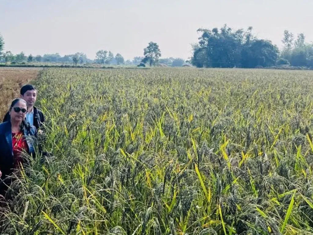 शिवसताक्षीका चार वडालाई नुनिया धानको पकेट क्षेत्र घोषणा