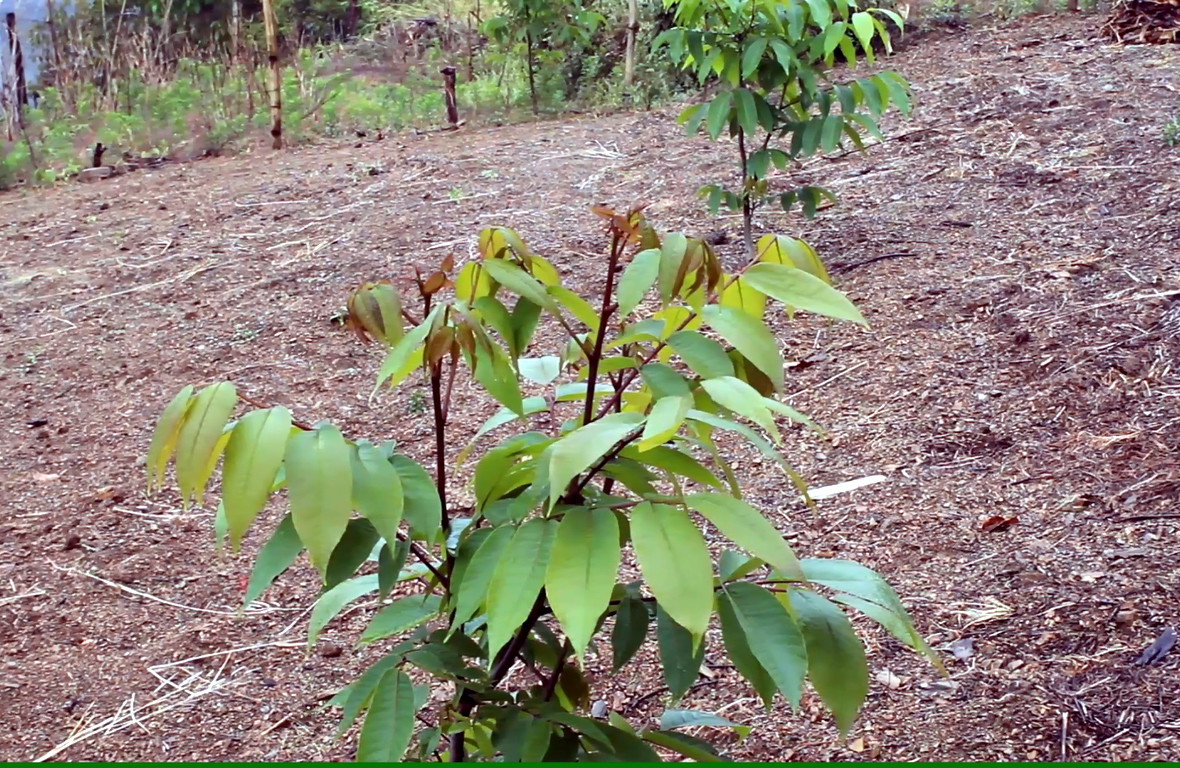 टर्कीबाट ल्याइयो ओखरका बिरुवा