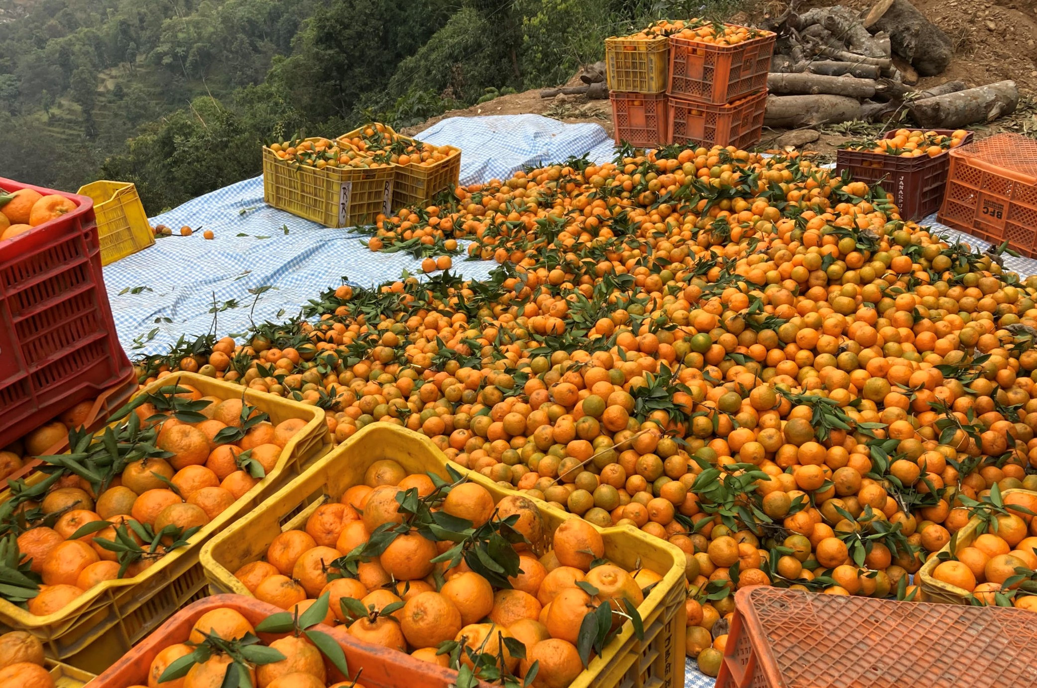 सुन्तलालाई राष्ट्रिय फलको मान्यता दिने सरकारको निर्णय