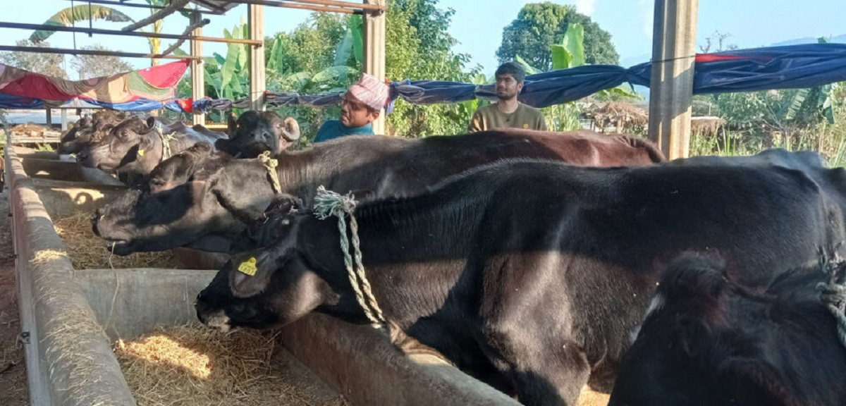 पशुपालनबाट आत्मनिर्भर बनेका शिक्षक