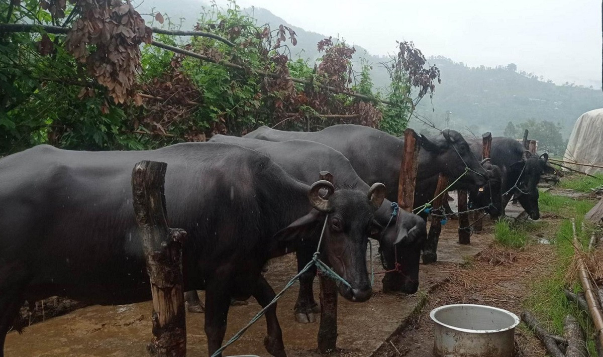 कोरियाबाट फर्केका दाजुभाइ भैँसीपालनमा, मनग्य आम्दानी गर्दै