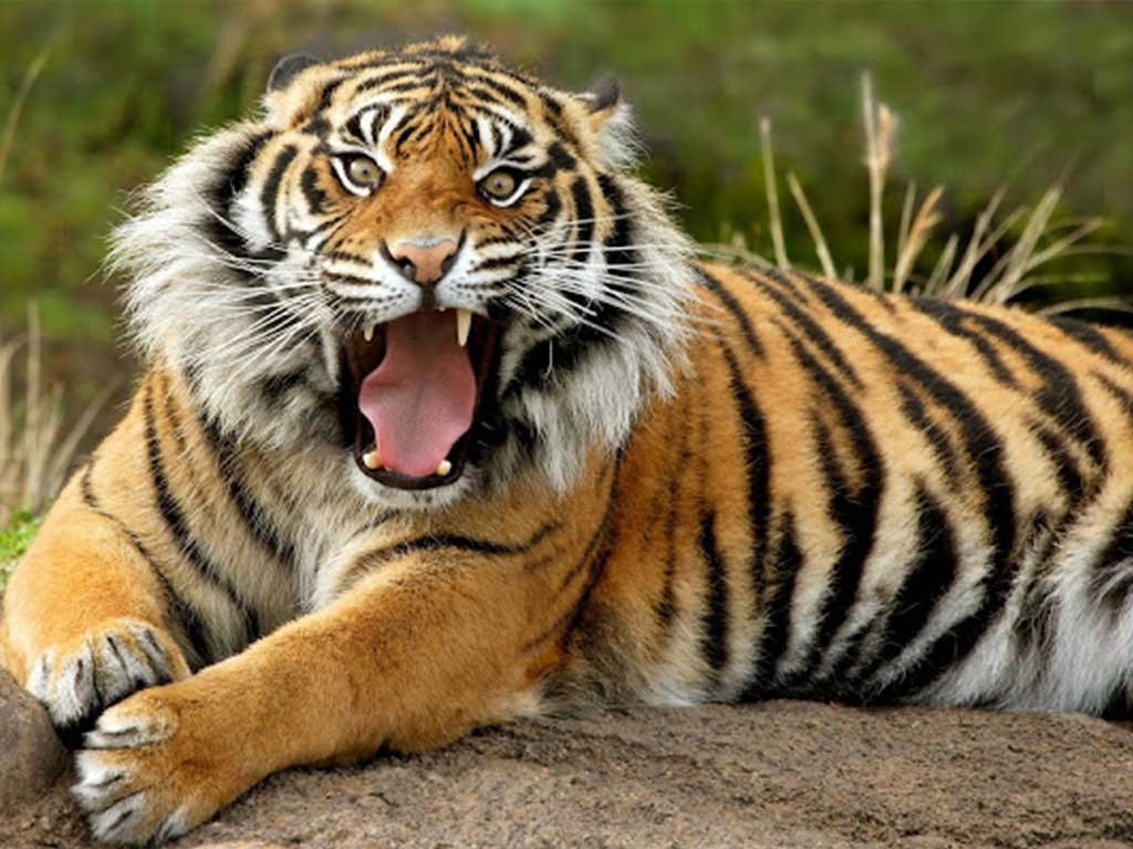चितवन राष्ट्रिय निकुञ्जमा अब सहजै बाघ देख्न पाइने