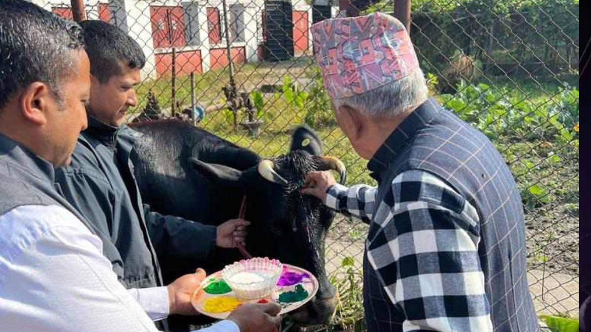 राष्ट्रपति पौडेलले गरे गाईको पूजा