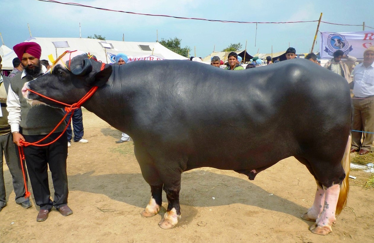 प्रतिनिधिसभामा भैँसीले मच्चायो हंगामा, सभामुखले हटाए ‘प्रधानमन्त्री चढेको भैँसी’