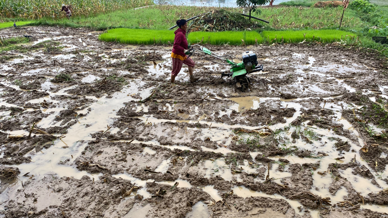 अन्नको भण्डार मानिएको मधेसमा ९ प्रतिशत मात्र धान रोपाइँ