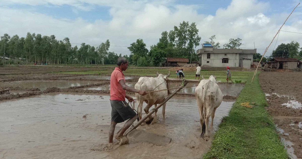 देखिन छाडे गाउँघरमा हलगोरु