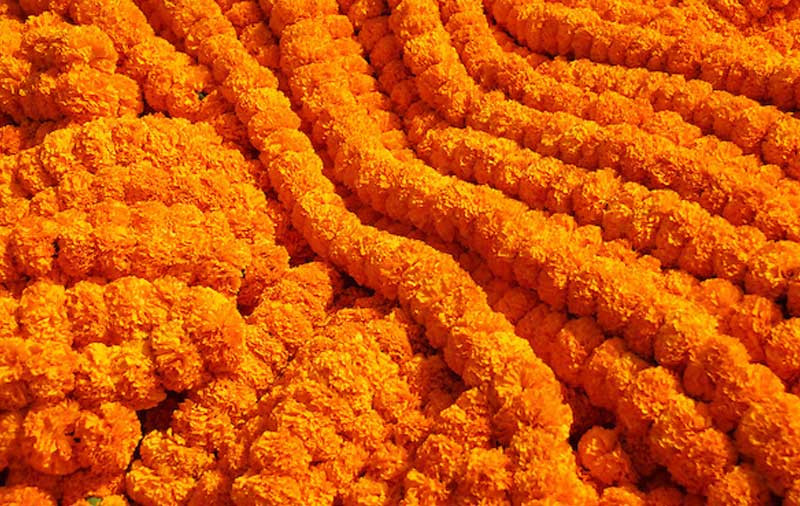 तिहारमा फूल बेच्न भ्याइनभ्याई