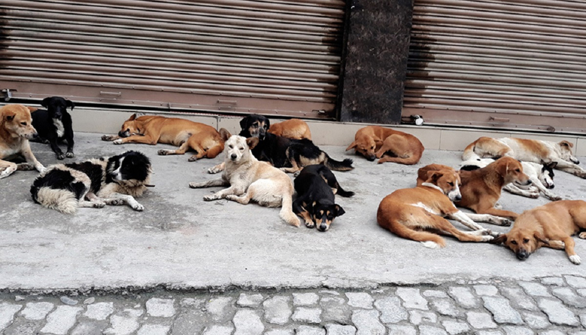 काठमाडौँ महानगरद्वारा ३ हजार बढी कुकुरको बन्ध्याकरण  