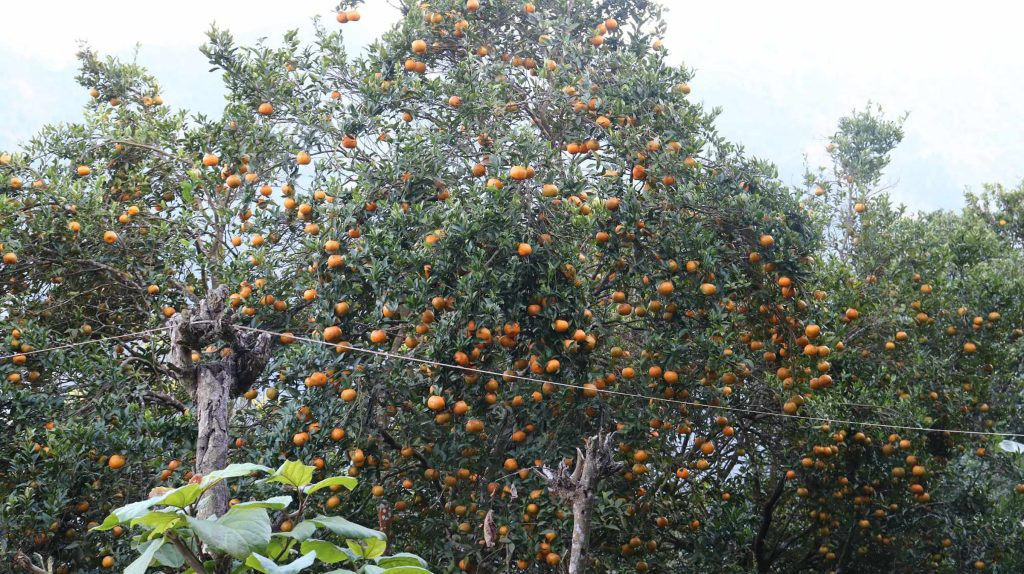 बागलुङका किसानले फलाए २० करोड रुपैयाँको सुन्तला