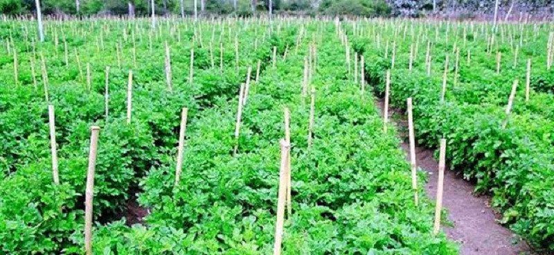 तुलसीपुरमा सामूहिक खेती फस्टाउँदै