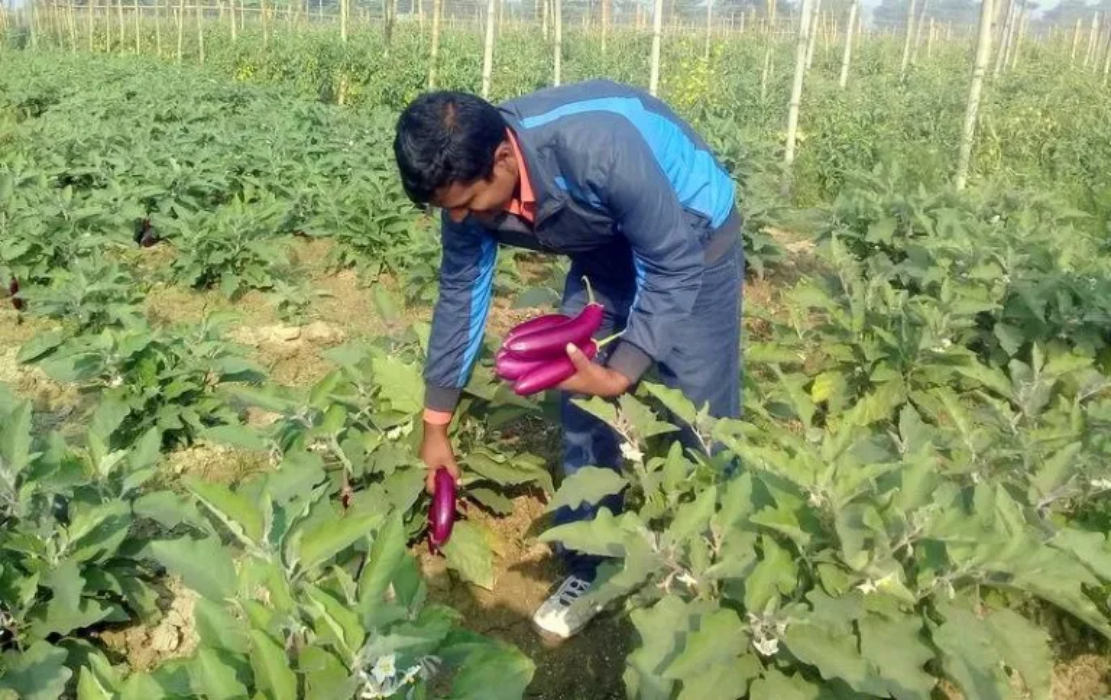 भारतबाट तरिकारी भित्रिँदा बारीमै सुक्यो किसानको तरकारी