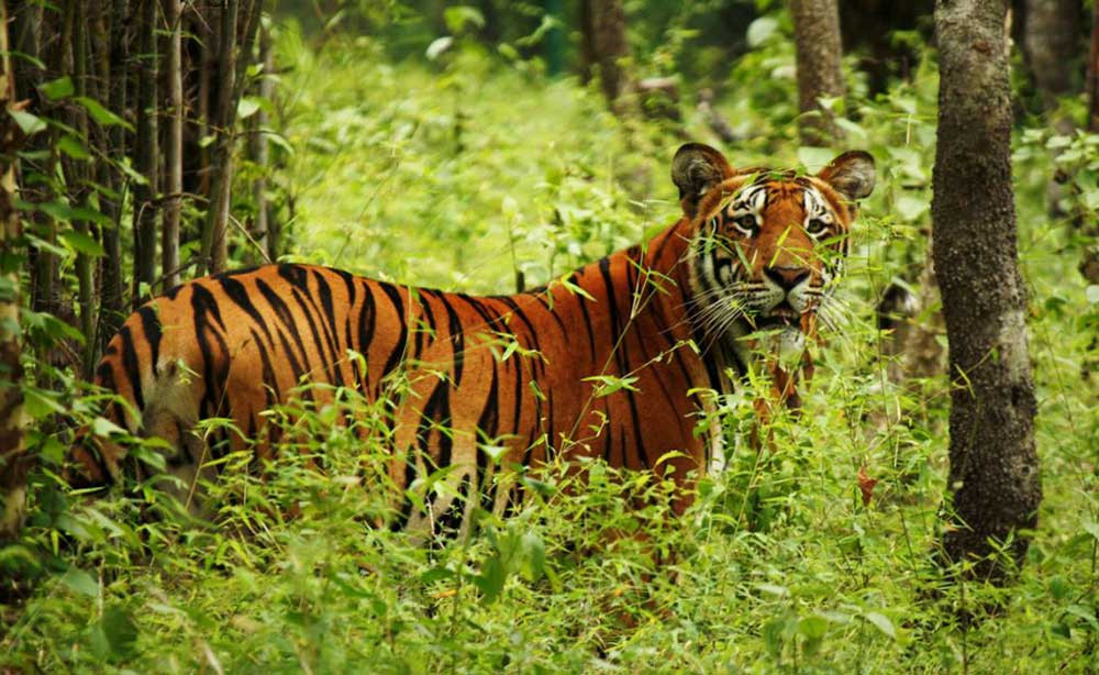 बाघको सङ्ख्या बढ्दा बासस्थानको समस्या