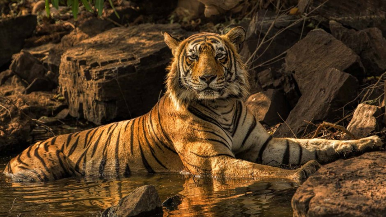 भारतमा बाघको सङ्ख्या ३ हजारभन्दा बढी