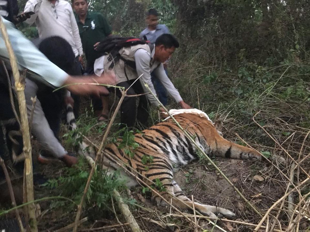 बाघको आक्रमणबाट ज्यान गुमाएकी गङ्गाको परिवारलाई राहत