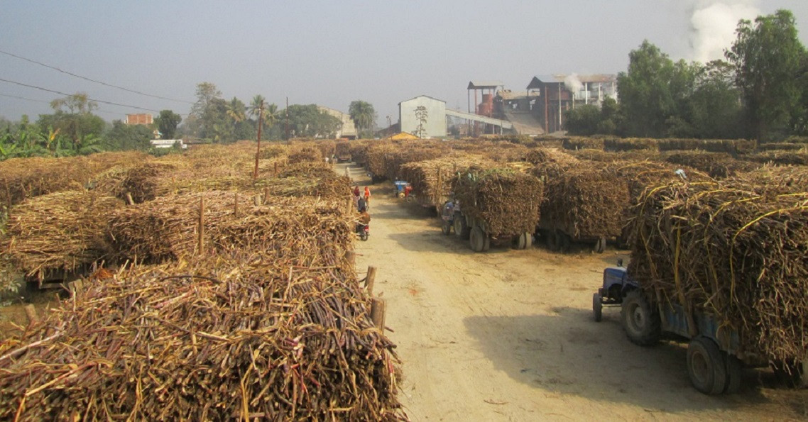 कञ्चनपुरका उखु किसानले पाए एक अर्ब २८ करोड अनुदान