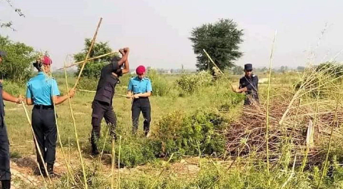 गाँजा खेती नष्ट गर्न घरघरमा प्रहरी